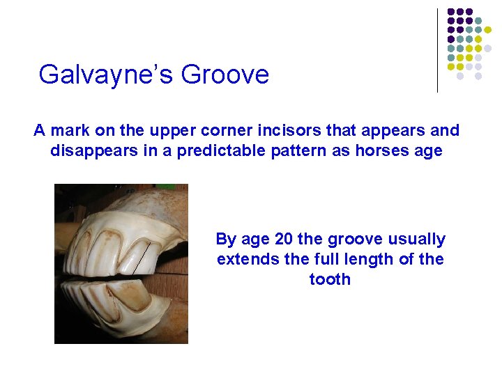 Galvayne’s Groove A mark on the upper corner incisors that appears and disappears in