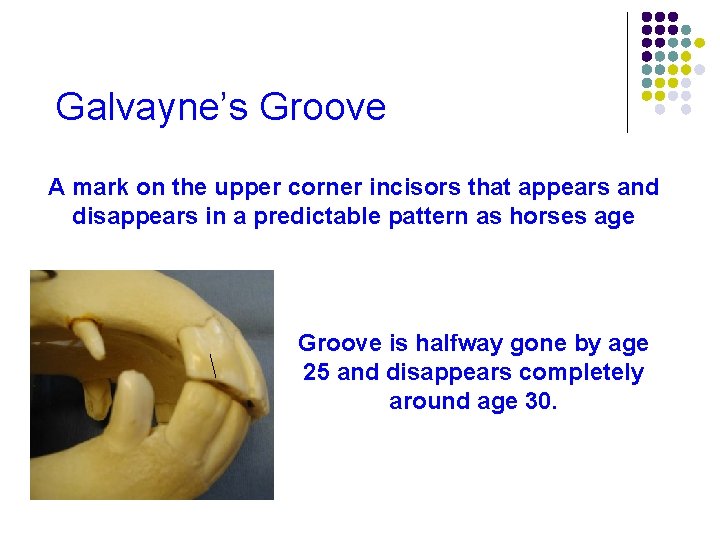 Galvayne’s Groove A mark on the upper corner incisors that appears and disappears in