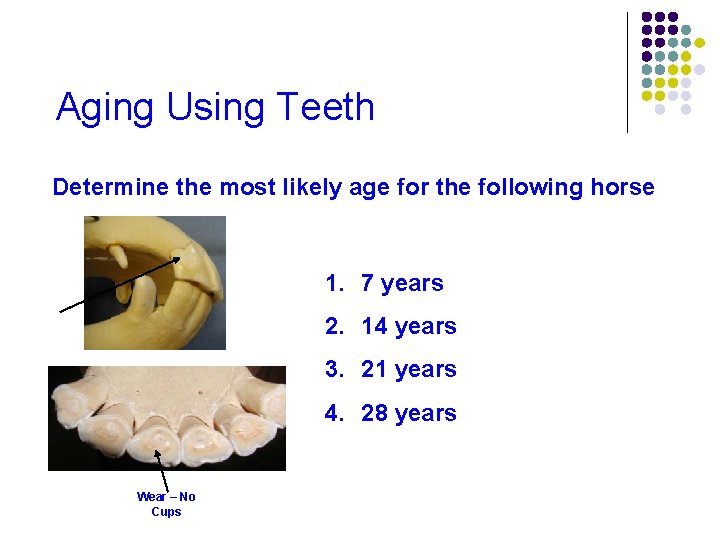 Aging Using Teeth Determine the most likely age for the following horse 1. 7