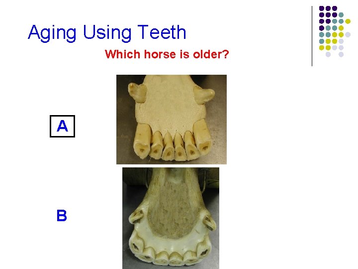 Aging Using Teeth Which horse is older? A B 