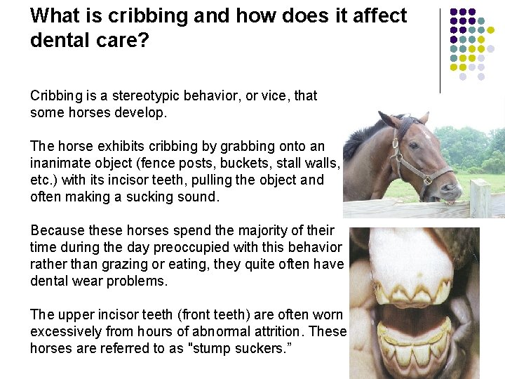 What is cribbing and how does it affect dental care? Cribbing is a stereotypic