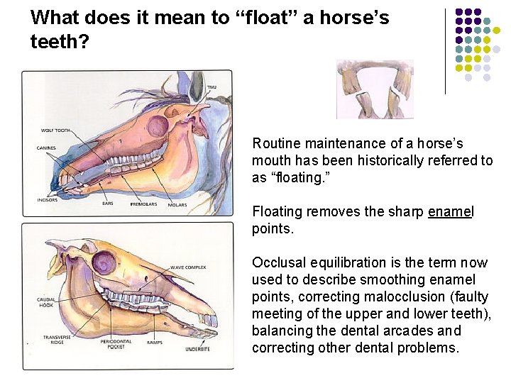 What does it mean to “float” a horse’s teeth? Routine maintenance of a horse’s