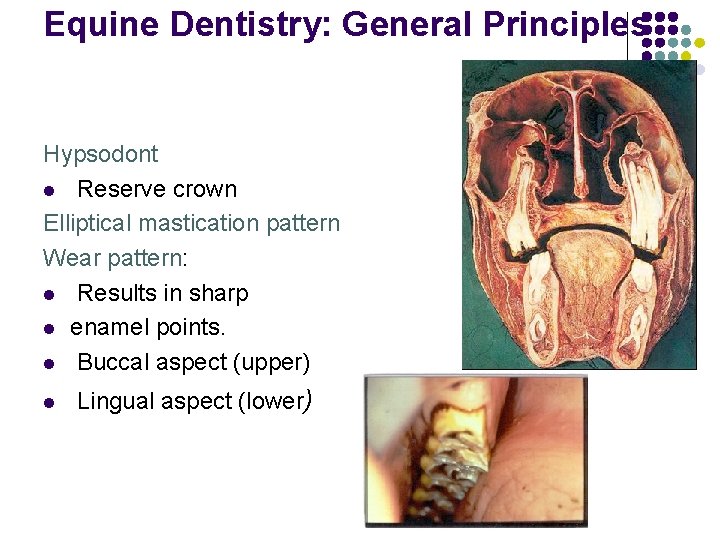Equine Dentistry: General Principles Hypsodont l Reserve crown Elliptical mastication pattern Wear pattern: l