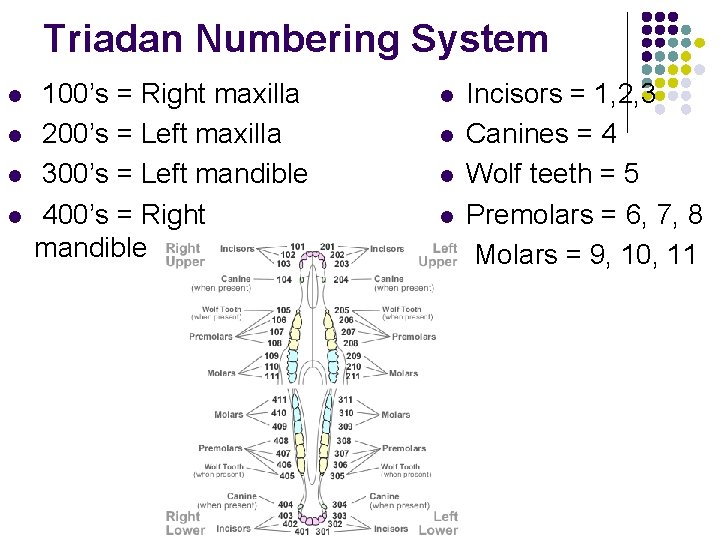 Triadan Numbering System l l 100’s = Right maxilla 200’s = Left maxilla 300’s