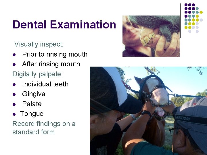 Dental Examination Visually inspect: l Prior to rinsing mouth l After rinsing mouth Digitally