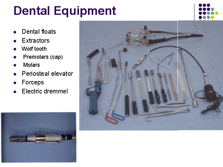 Dental Equipment l l l l Dental floats Extractors Wolf tooth Premolars (cap) Molars
