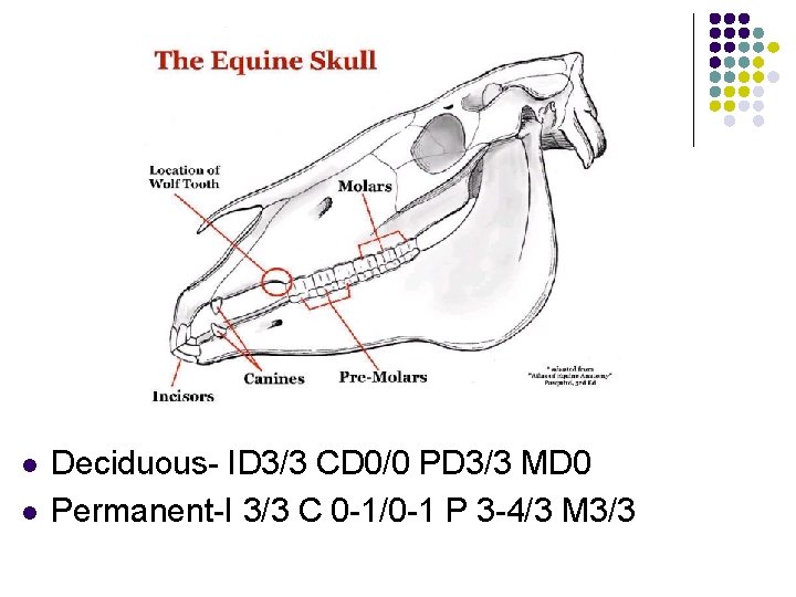 l l Deciduous- ID 3/3 CD 0/0 PD 3/3 MD 0 Permanent-I 3/3 C