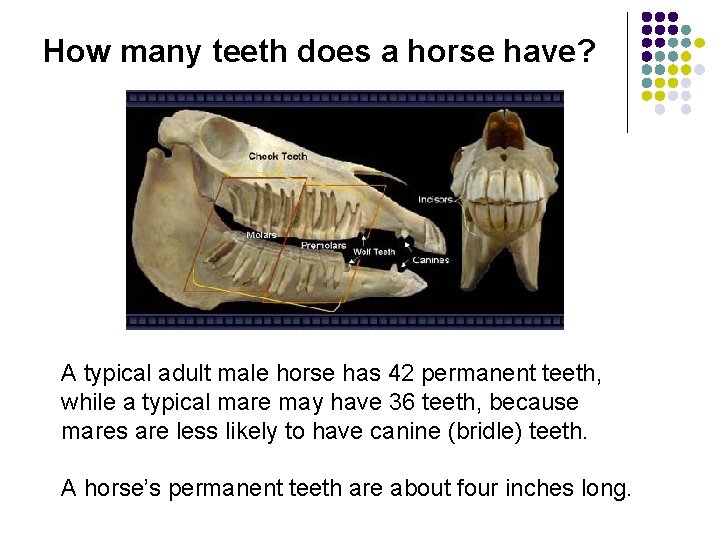 How many teeth does a horse have? A typical adult male horse has 42