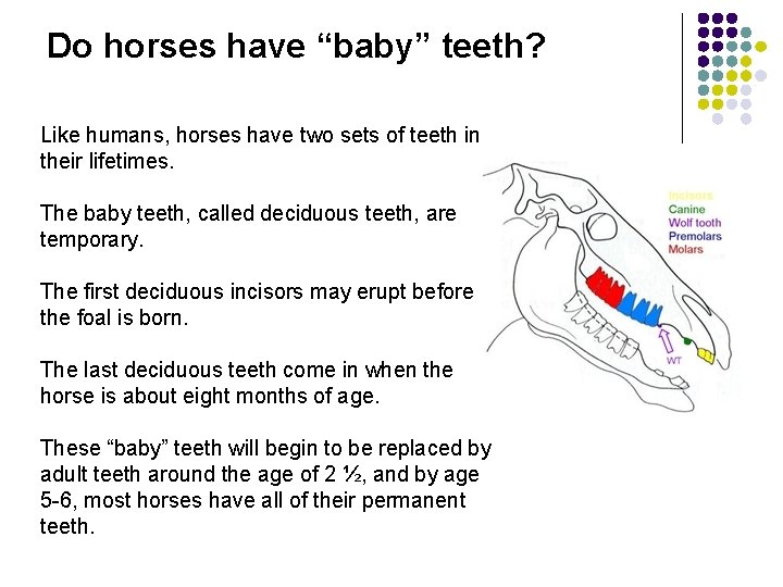 Do horses have “baby” teeth? Like humans, horses have two sets of teeth in