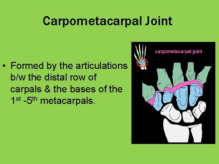 The Hand Lymphatics Week 6 TA Review Things