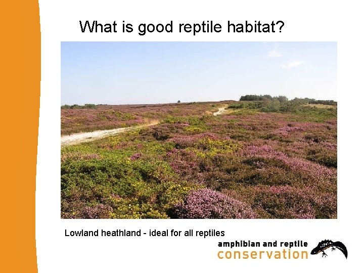 What is good reptile habitat? Lowland heathland - ideal for all reptiles 