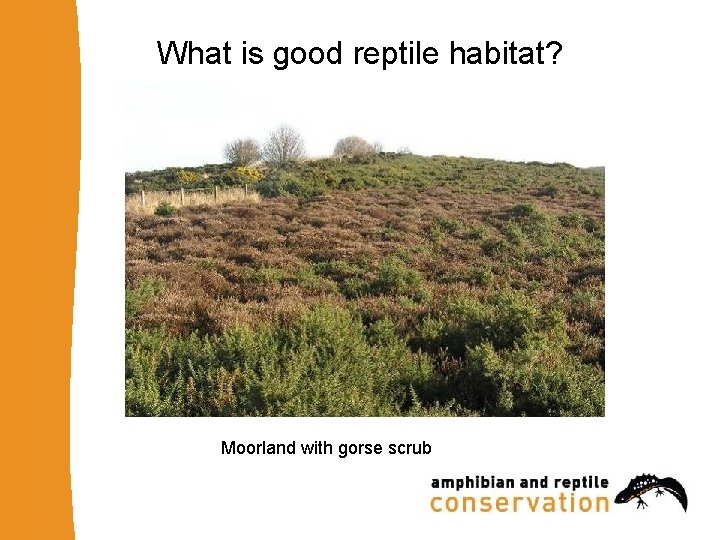 What is good reptile habitat? Moorland with gorse scrub 