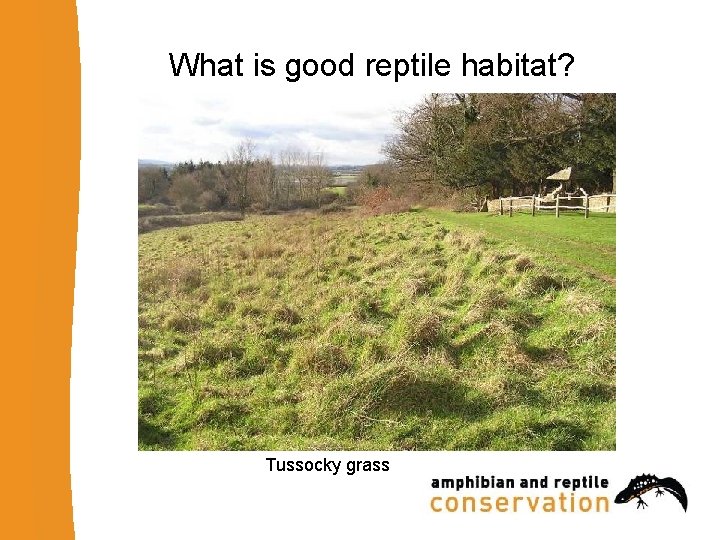 What is good reptile habitat? Tussocky grass 