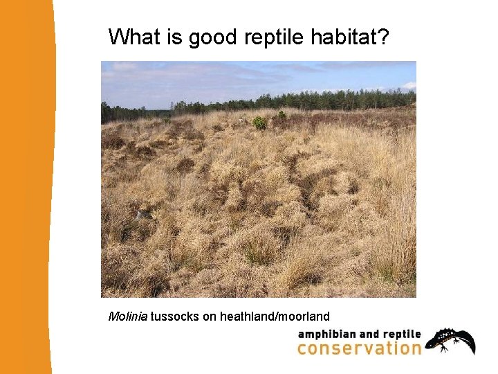 What is good reptile habitat? Molinia tussocks on heathland/moorland 