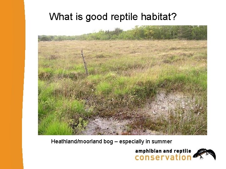 What is good reptile habitat? Heathland/moorland bog – especially in summer 
