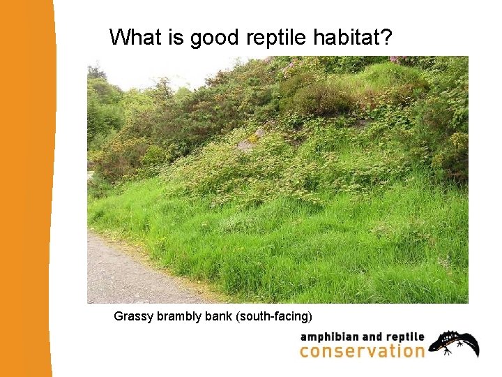 What is good reptile habitat? Grassy brambly bank (south-facing) 