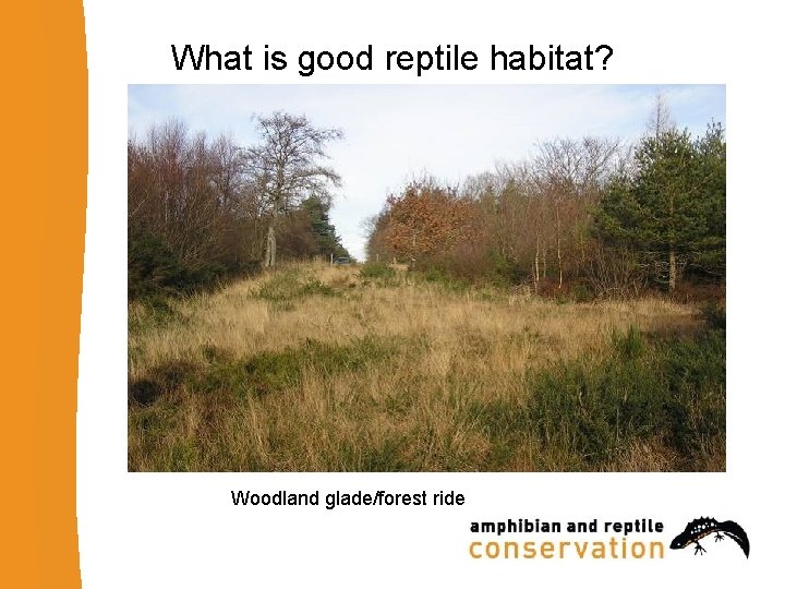 What is good reptile habitat? Woodland glade/forest ride 