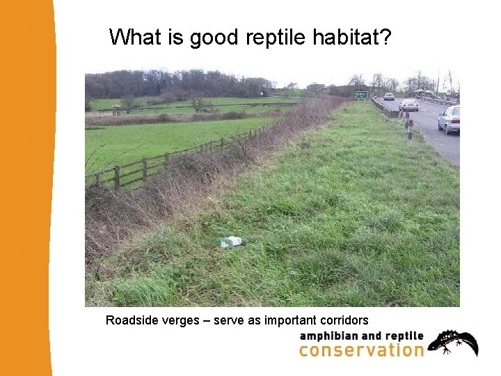 What is good reptile habitat? Roadside verges – serve as important corridors 