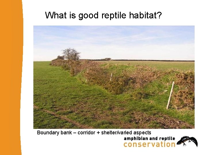 What is good reptile habitat? Boundary bank – corridor + shelter/varied aspects 