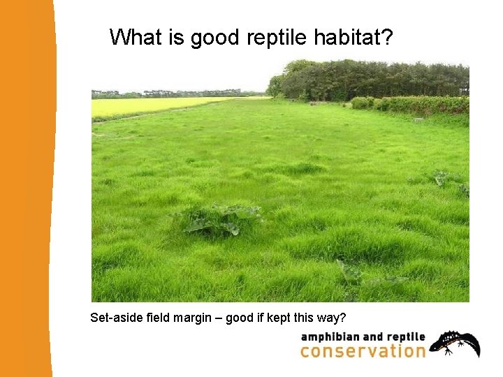 What is good reptile habitat? Set-aside field margin – good if kept this way?