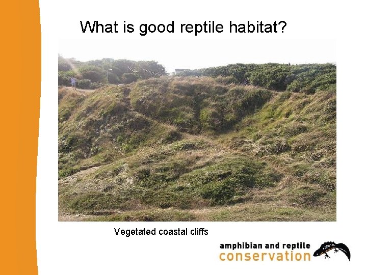 What is good reptile habitat? Vegetated coastal cliffs 