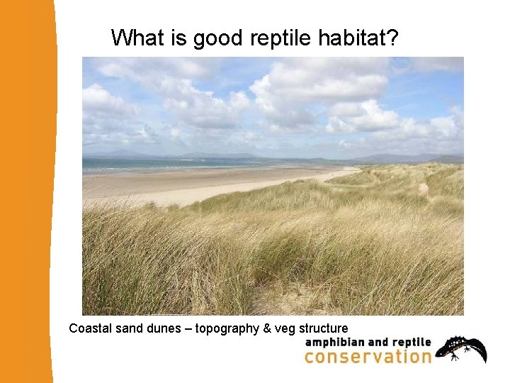 What is good reptile habitat? Coastal sand dunes – topography & veg structure 