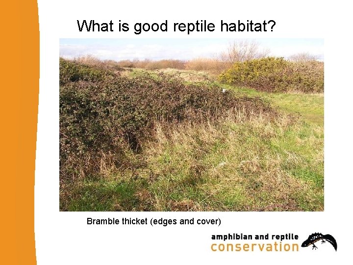 What is good reptile habitat? Bramble thicket (edges and cover) 