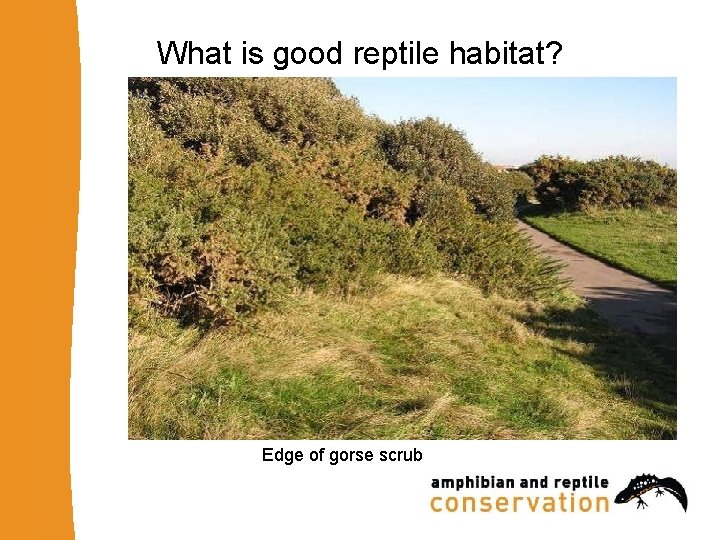 What is good reptile habitat? Edge of gorse scrub 