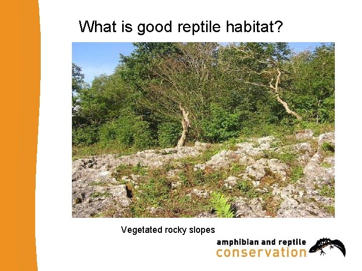 What is good reptile habitat? Vegetated rocky slopes 