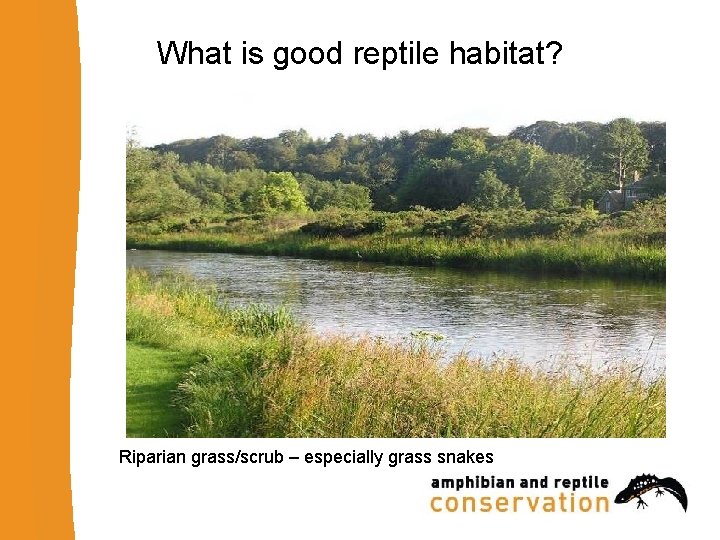 What is good reptile habitat? Riparian grass/scrub – especially grass snakes 