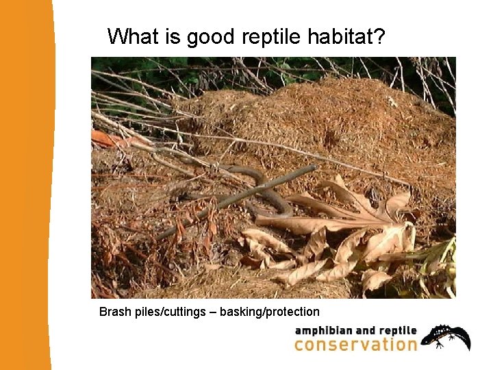 What is good reptile habitat? Brash piles/cuttings – basking/protection 