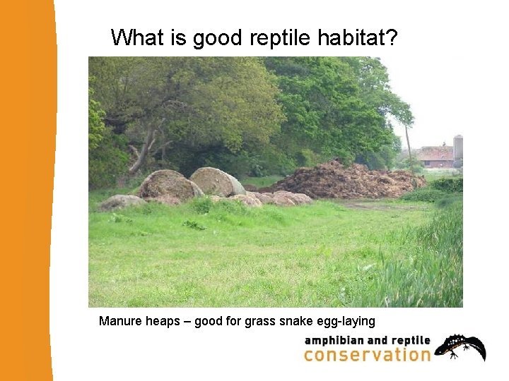 What is good reptile habitat? Manure heaps – good for grass snake egg-laying 