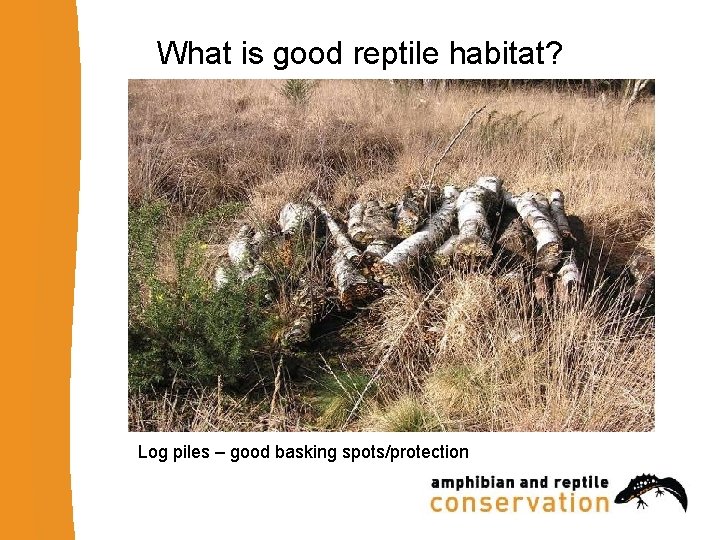What is good reptile habitat? Log piles – good basking spots/protection 
