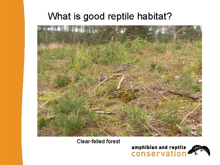 What is good reptile habitat? Clear-felled forest 