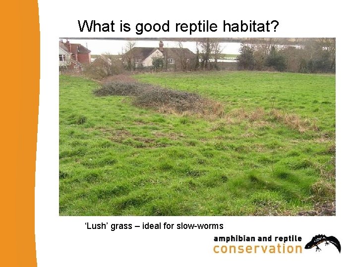 What is good reptile habitat? ‘Lush’ grass – ideal for slow-worms 