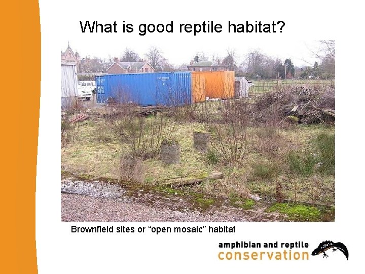 What is good reptile habitat? Brownfield sites or “open mosaic” habitat 