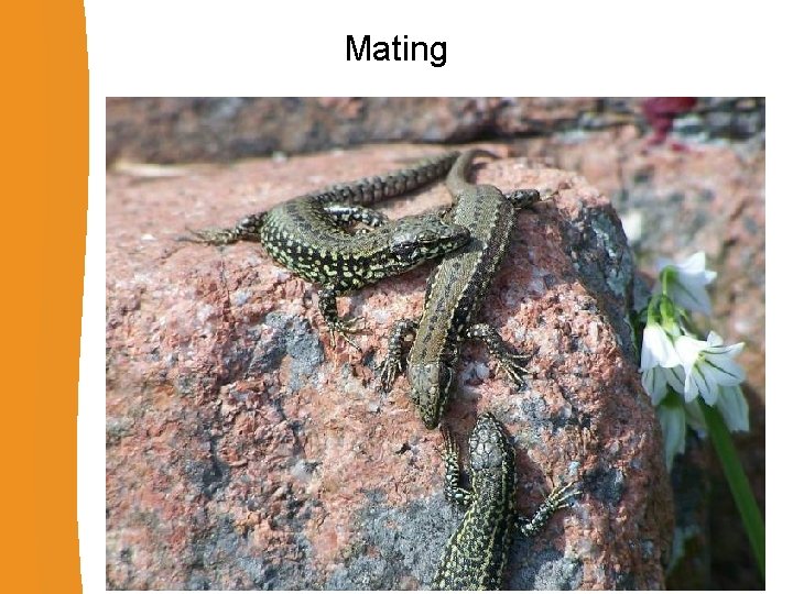 Mating 