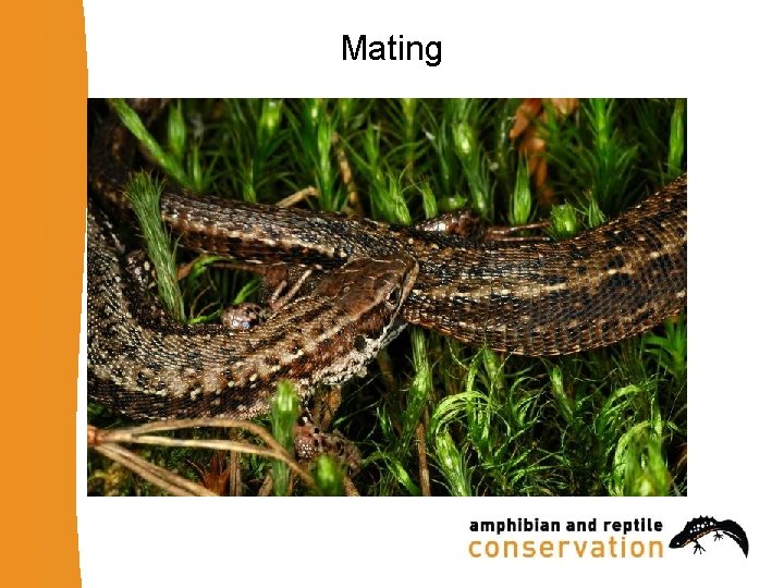 Mating 