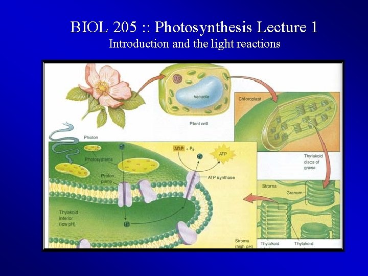 BIOL 205 : : Photosynthesis Lecture 1 Introduction and the light reactions 