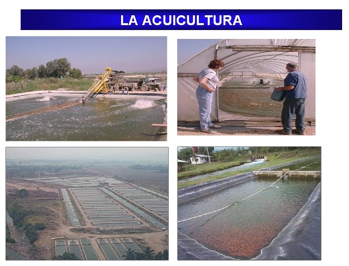 LA ACUICULTURA 