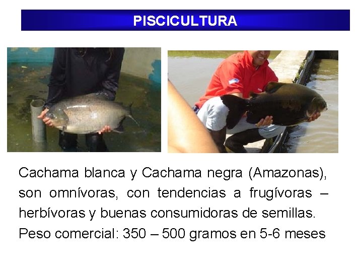 PISCICULTURA Cachama blanca y Cachama negra (Amazonas), son omnívoras, con tendencias a frugívoras – PISCICULTURA Cachama blanca y Cachama negra (Amazonas), son omnívoras, con tendencias a frugívoras –