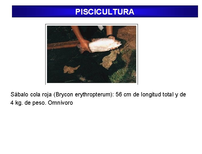 PISCICULTURA Sábalo cola roja (Brycon erythropterum): 56 cm de longitud total y de 4 PISCICULTURA Sábalo cola roja (Brycon erythropterum): 56 cm de longitud total y de 4