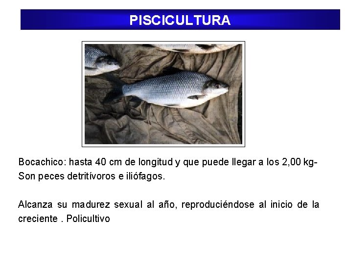 PISCICULTURA Bocachico: hasta 40 cm de longitud y que puede llegar a los 2, PISCICULTURA Bocachico: hasta 40 cm de longitud y que puede llegar a los 2,