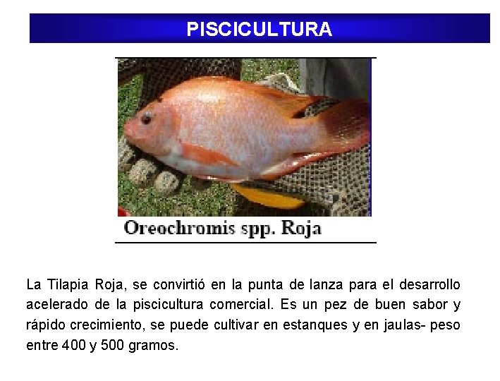 PISCICULTURA La Tilapia Roja, se convirtió en la punta de lanza para el desarrollo