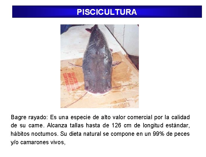 PISCICULTURA Bagre rayado: Es una especie de alto valor comercial por la calidad de