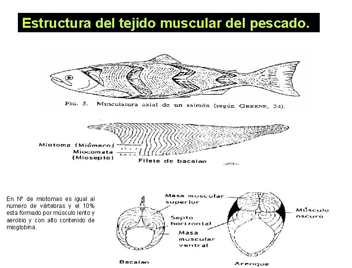 Estructura del tejido muscular del pescado. En Nº de miotomas es igual al numero Estructura del tejido muscular del pescado. En Nº de miotomas es igual al numero