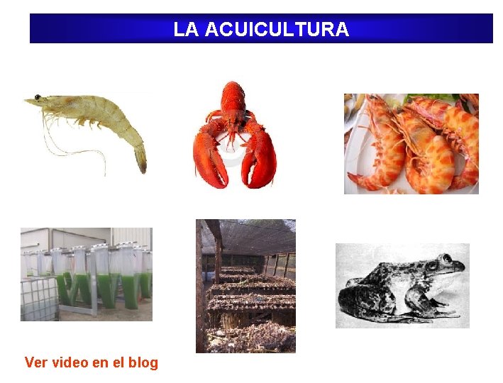 LA ACUICULTURA Ver video en el blog 