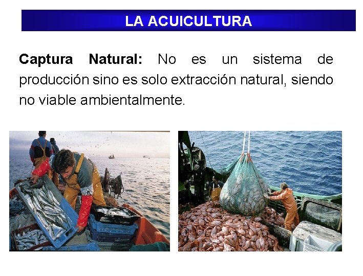 LA ACUICULTURA Captura Natural: No es un sistema de producción sino es solo extracción