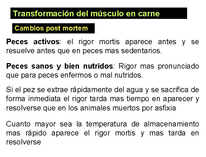 Transformación del músculo en carne Cambios post mortem Peces activos: el rigor mortis aparece