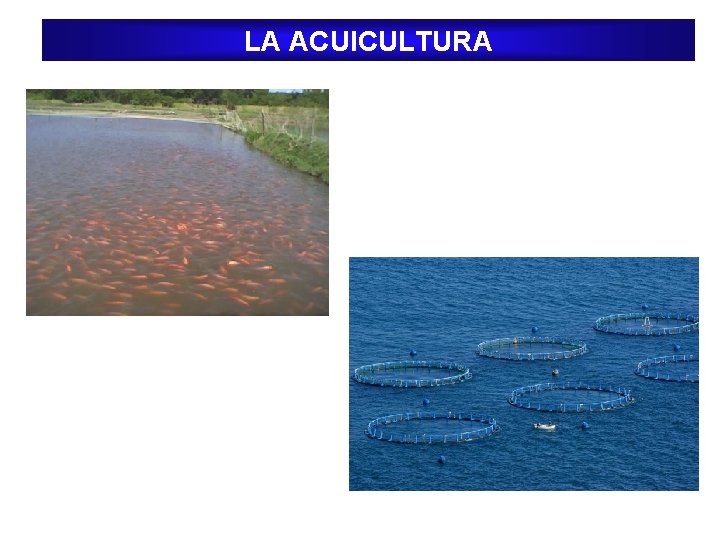 LA ACUICULTURA 